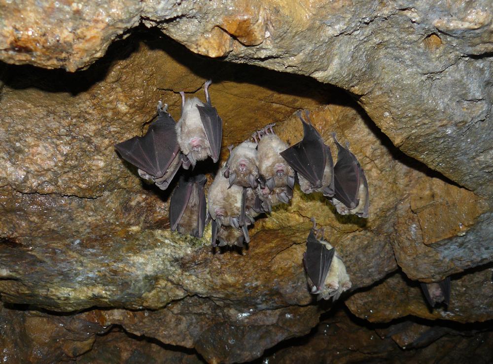 habitats-et-esp-ces-haute-vall-e-de-la-vienne